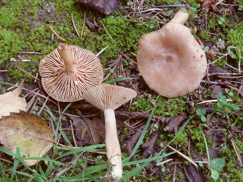 Lactarius Glyciosmus 1